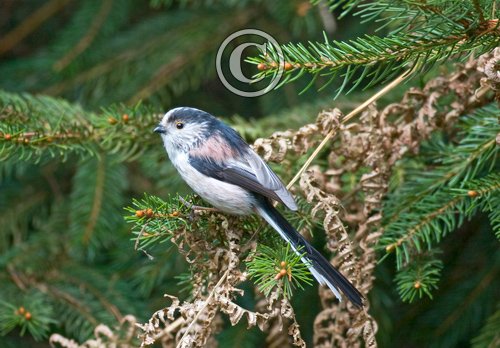 Long-tailed Tit DM0792